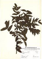 藏品(杜鵑花)的圖片